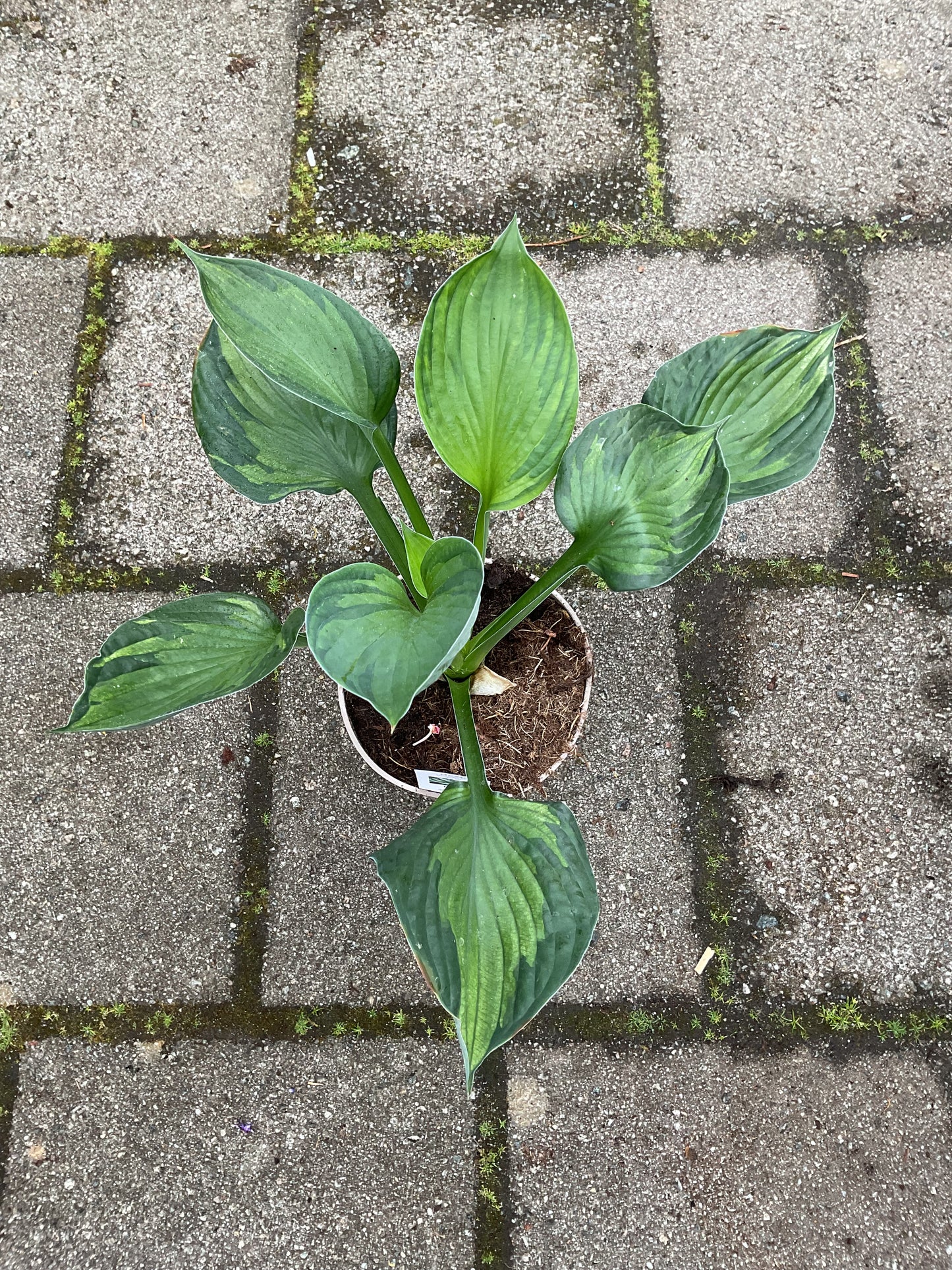 Hosta ‘Colored Hulk’ P15