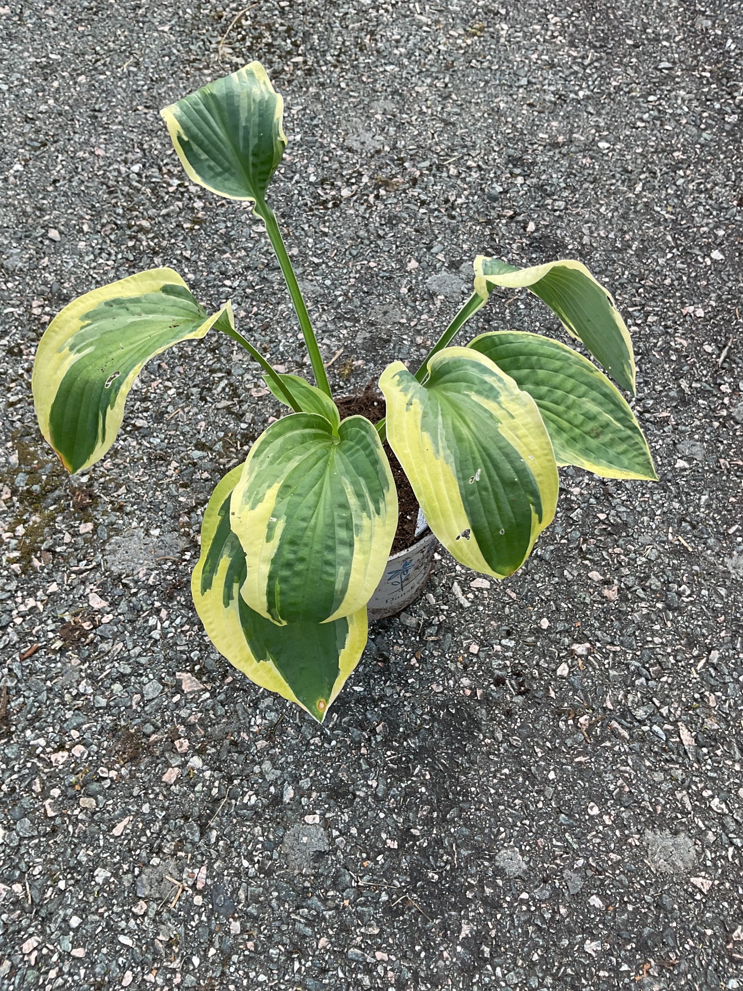 Hosta ‘Austin Dickinson’