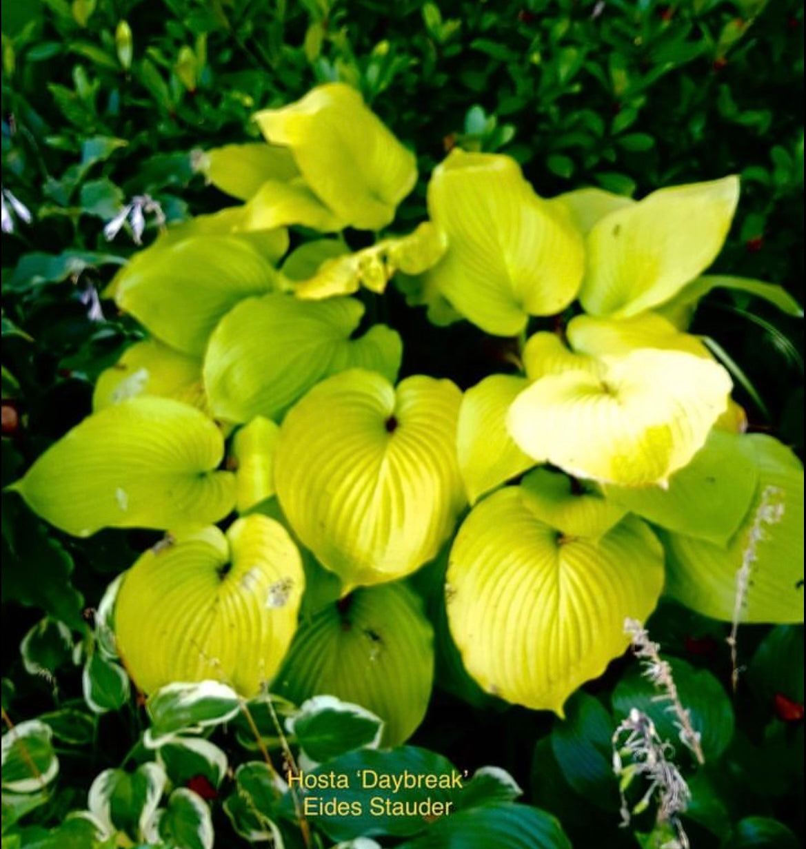 Hosta ‘Daybreak’