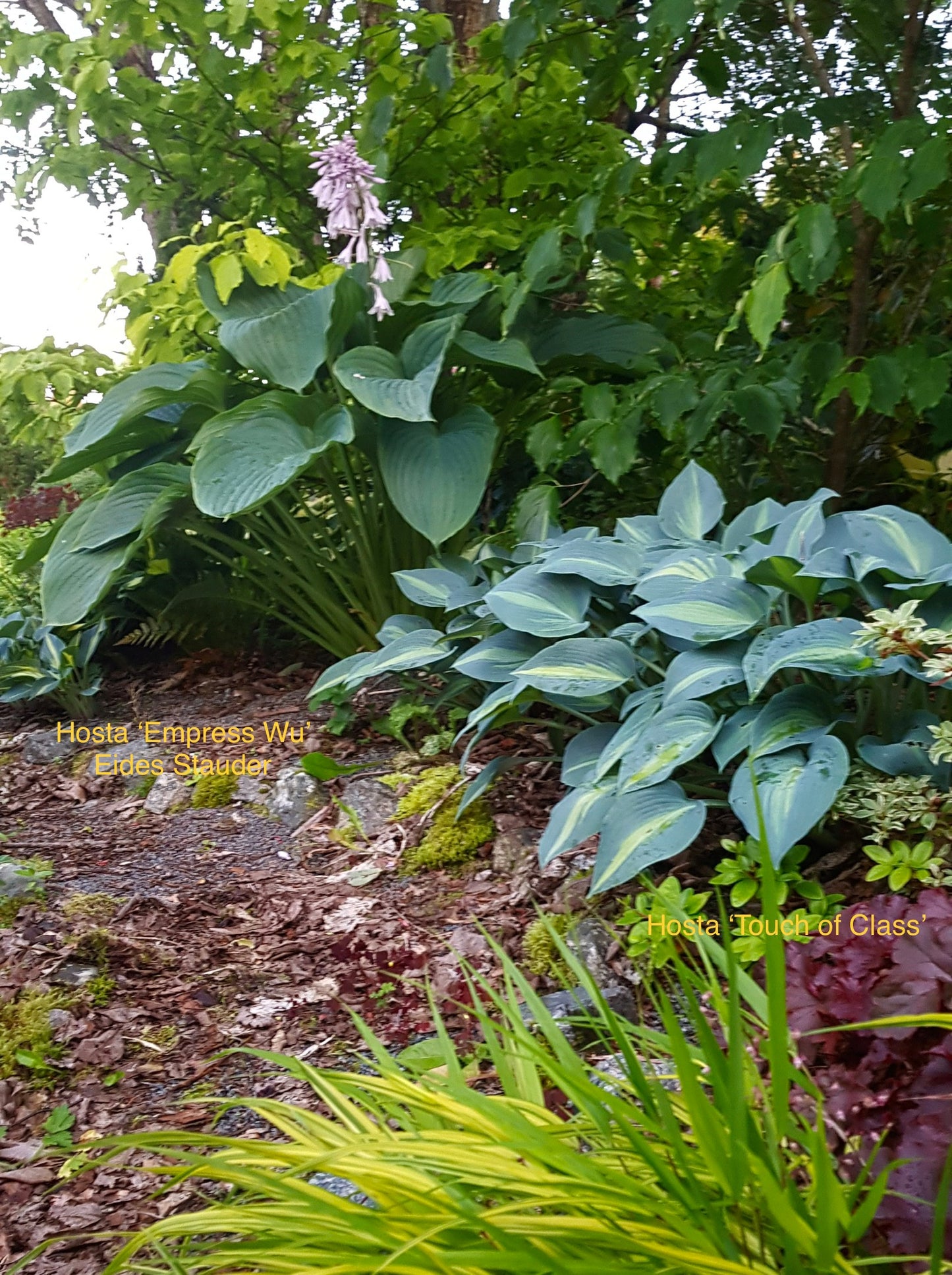 Hosta ‘Empress Wu’