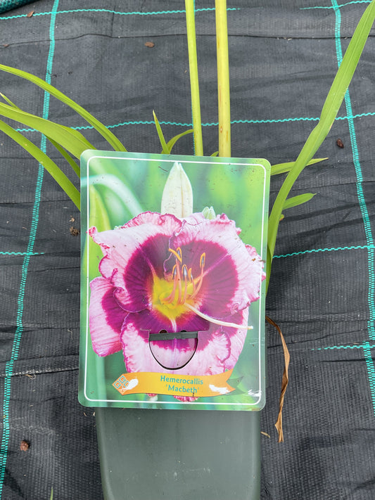 Hemerocallis ‘Macbeth’ P11x11
