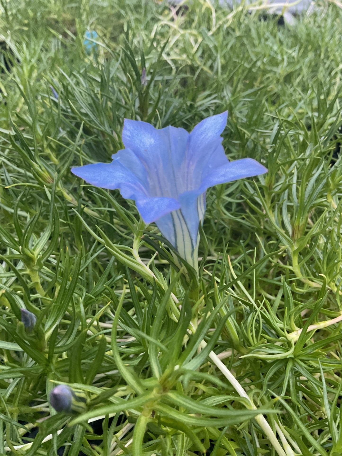 Gentiana s-ornata ‘Strathmore’ P17