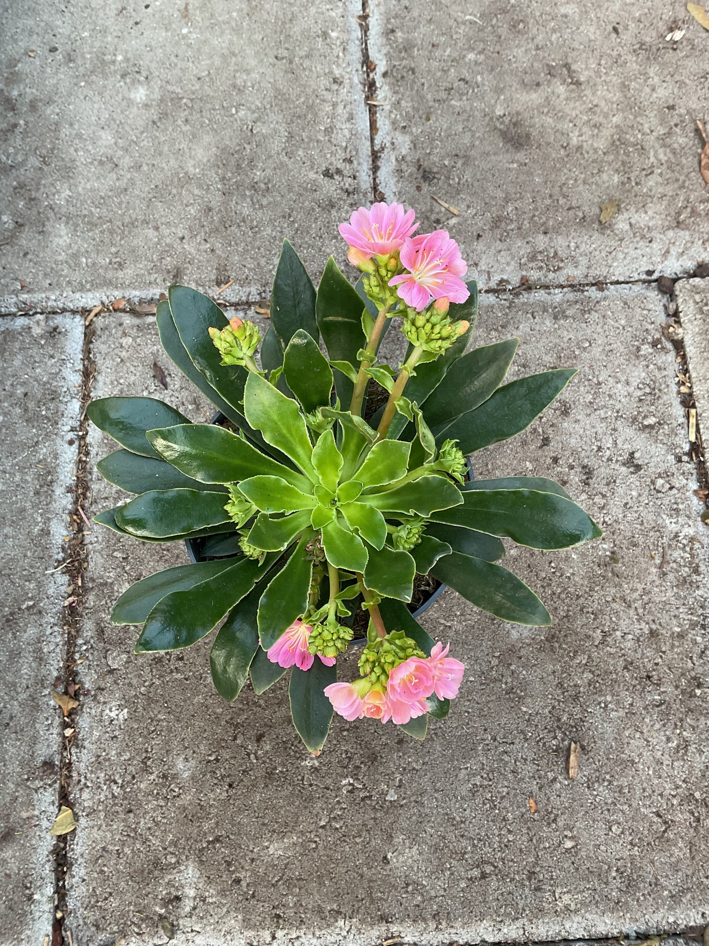 Lewisia cotyledon ‘Mountain Dreams’ P12