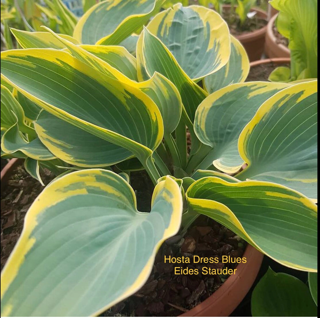 Hosta ‘Dress Blues’