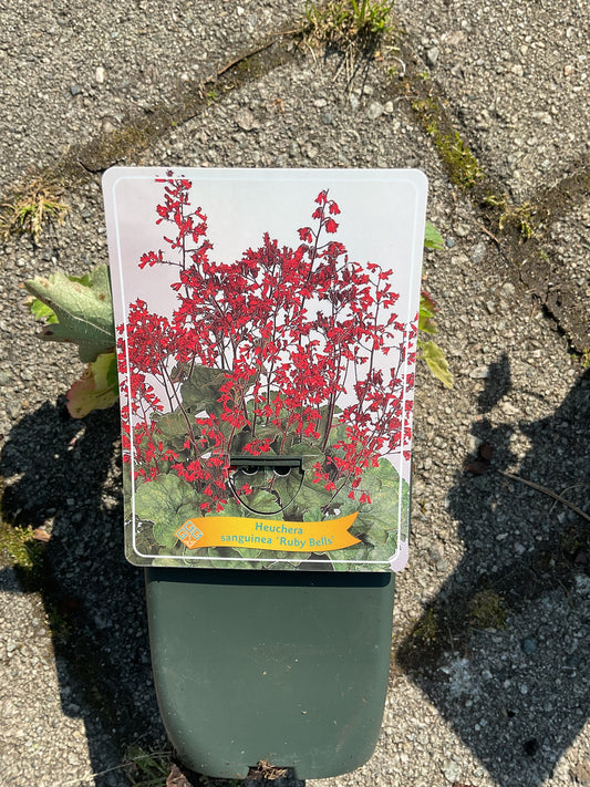 Heuchera sanguinea ‘Ruby Bells’ P11x11