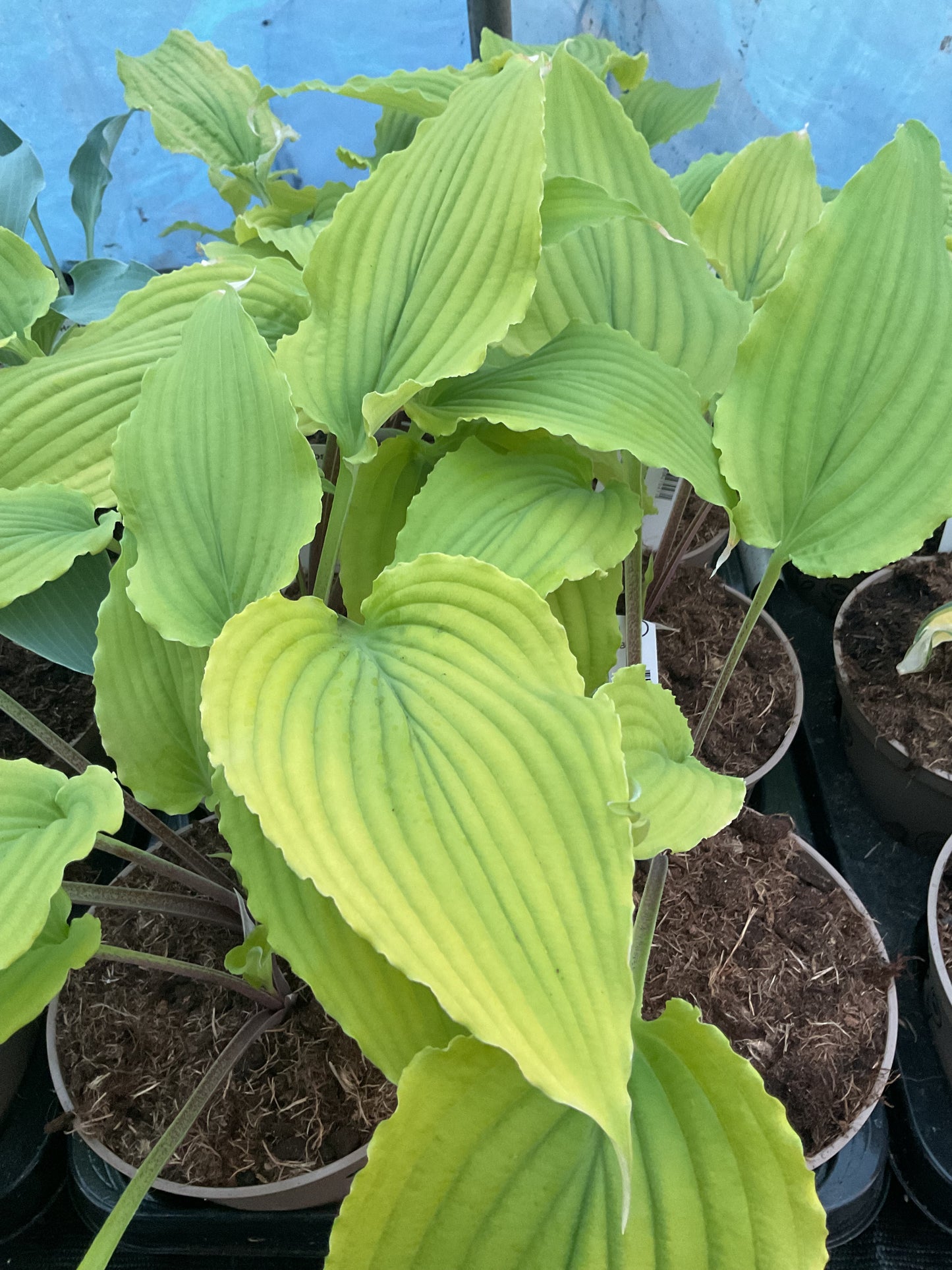 Hosta ‘Valley’s Love Birds’ P15