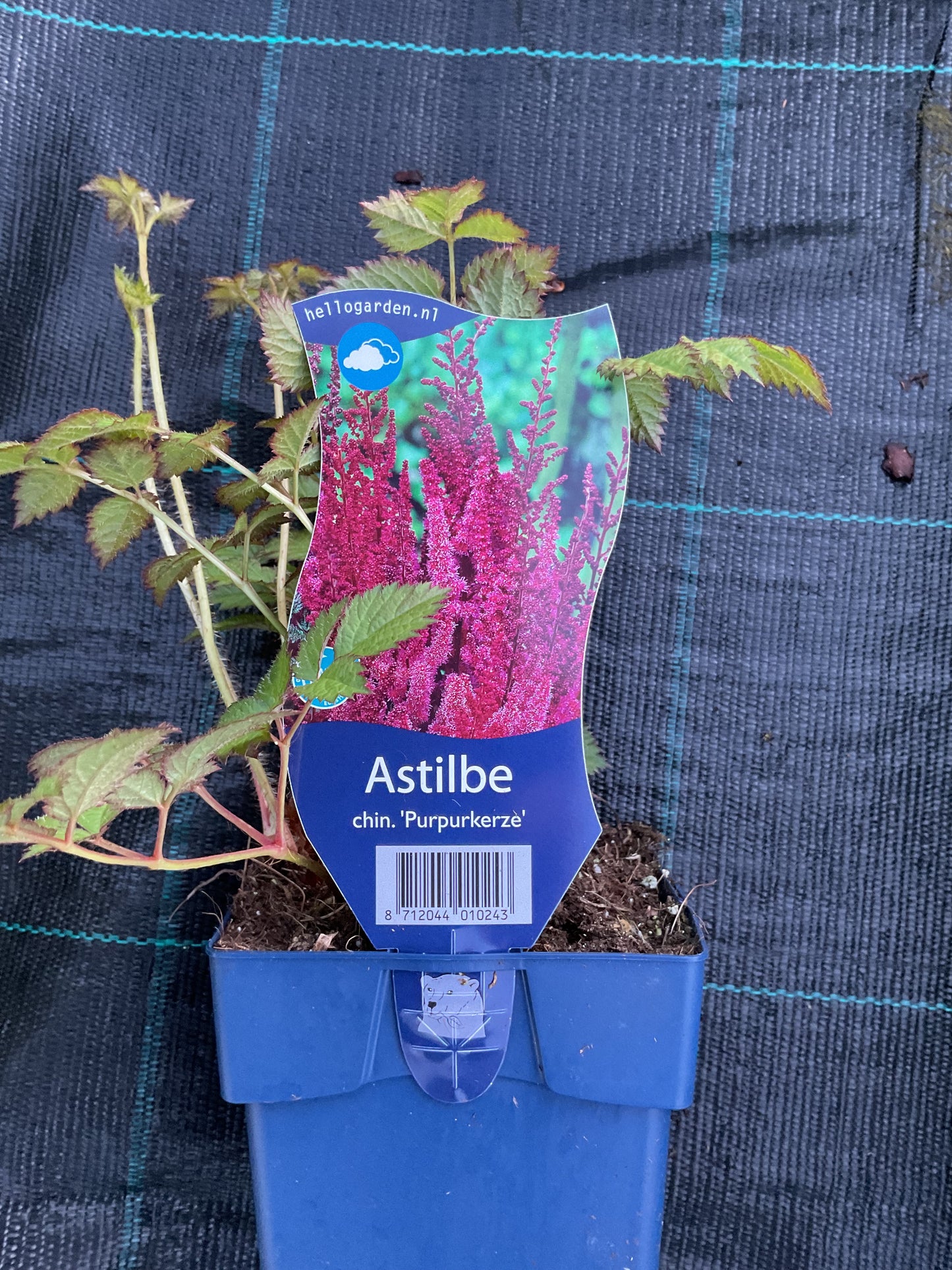 Astilbe chinensis ‘Purpurkerze’ P11x11