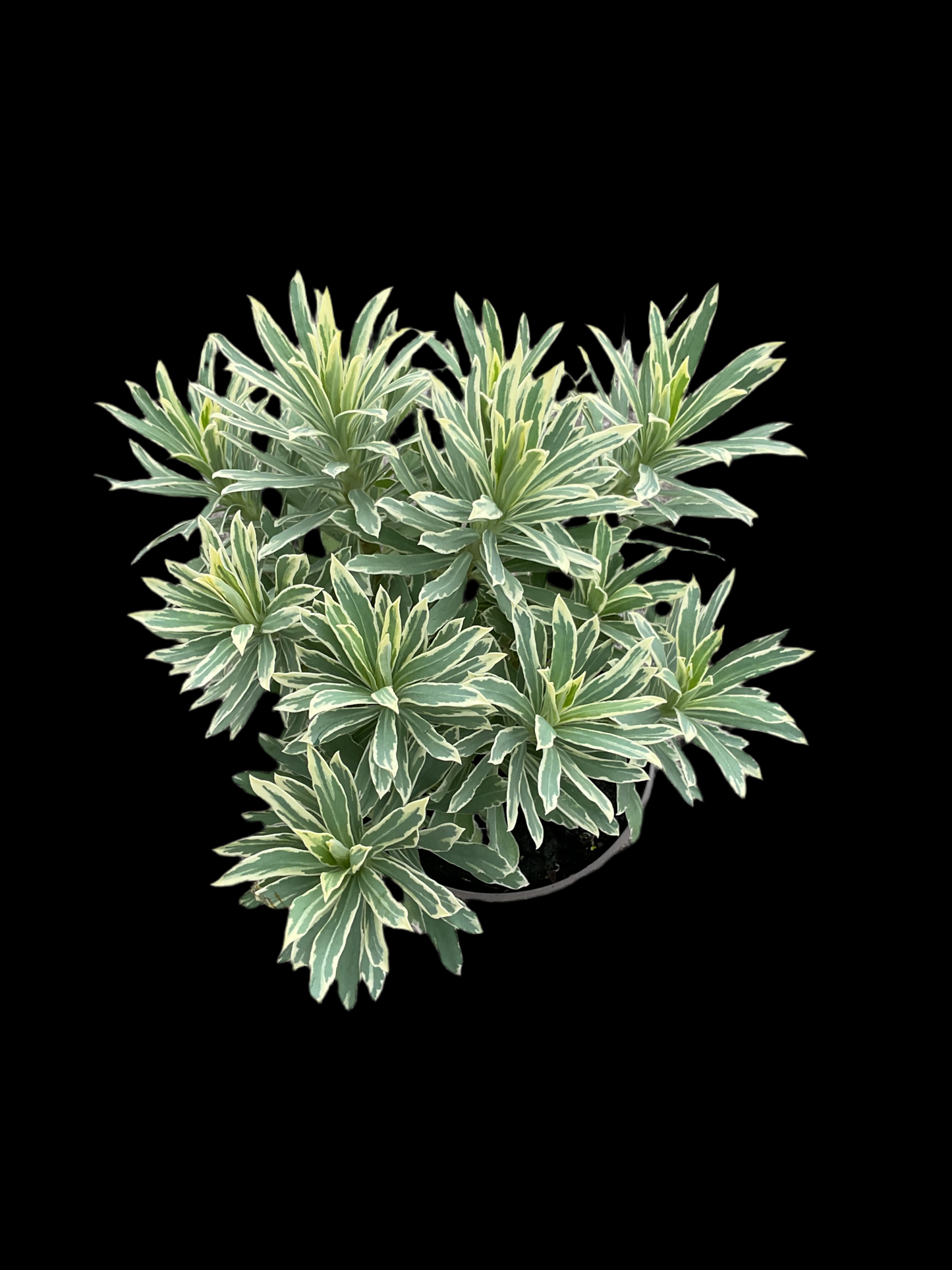 Euphorbia characias ‘Silver Edge’ P13