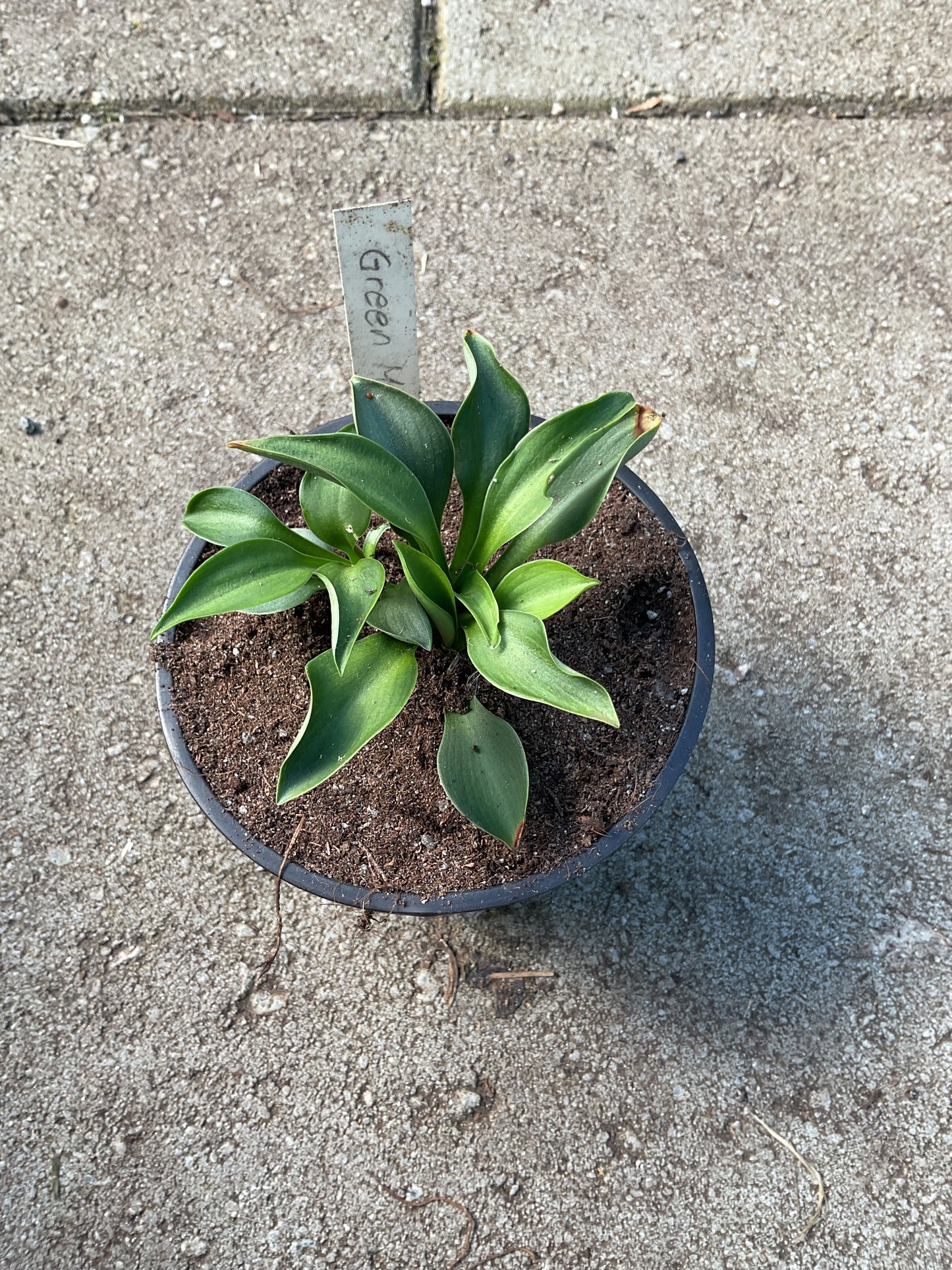 Hosta ‘Green Mouse Ears’