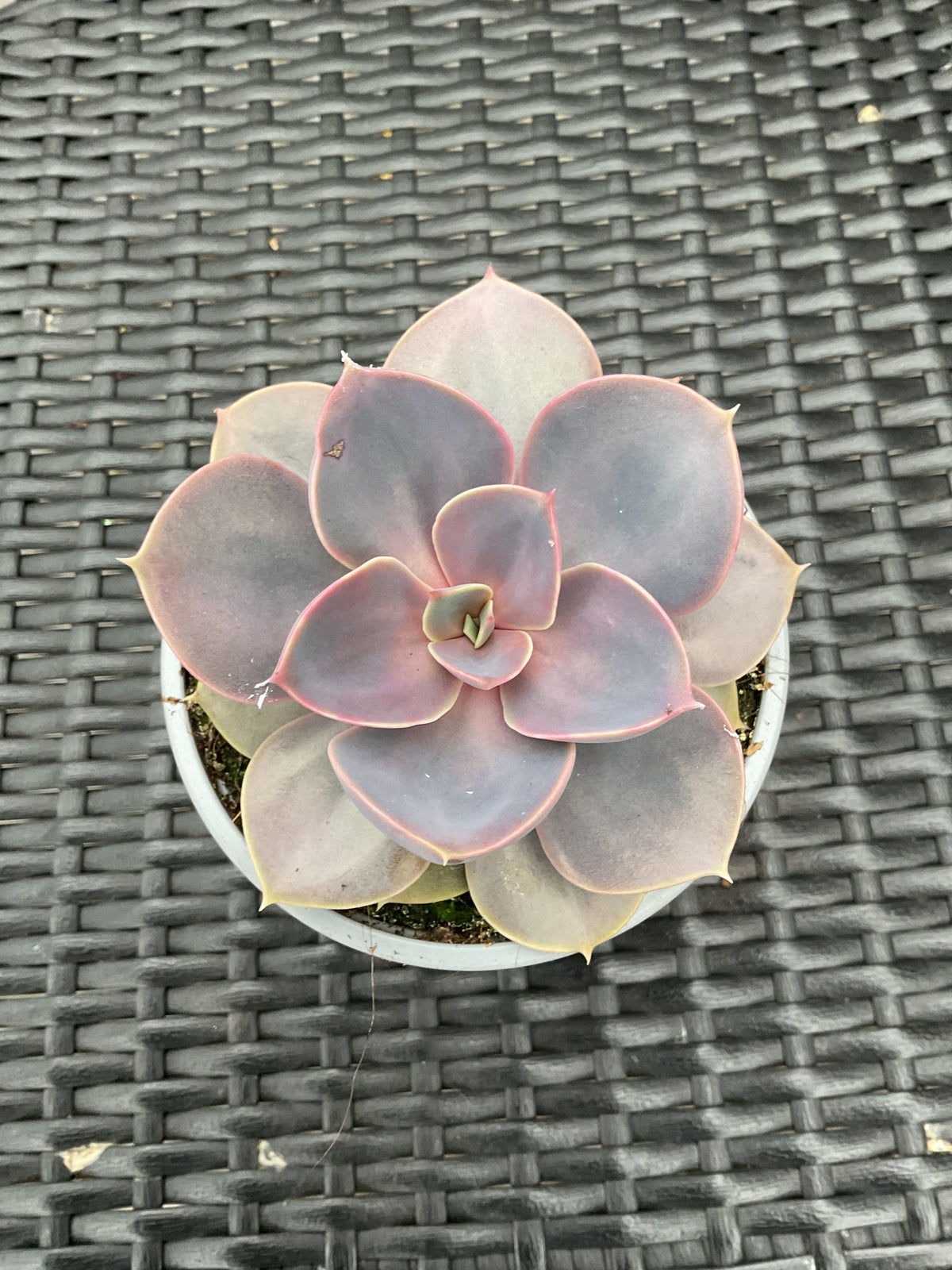 Echeveria ‘Perle von Nürnberg’ P11
