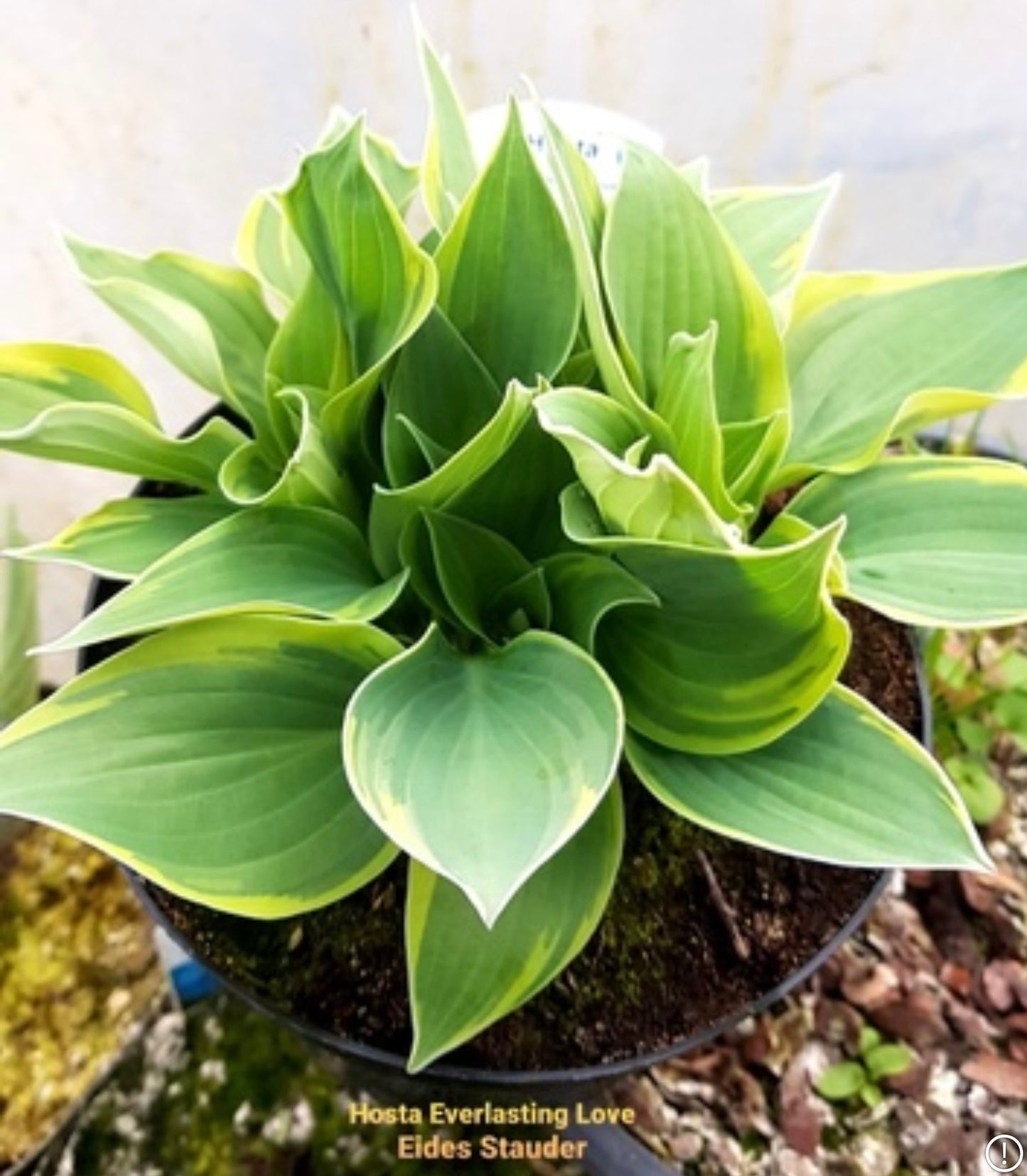 Hosta ‘Everlasting Love’