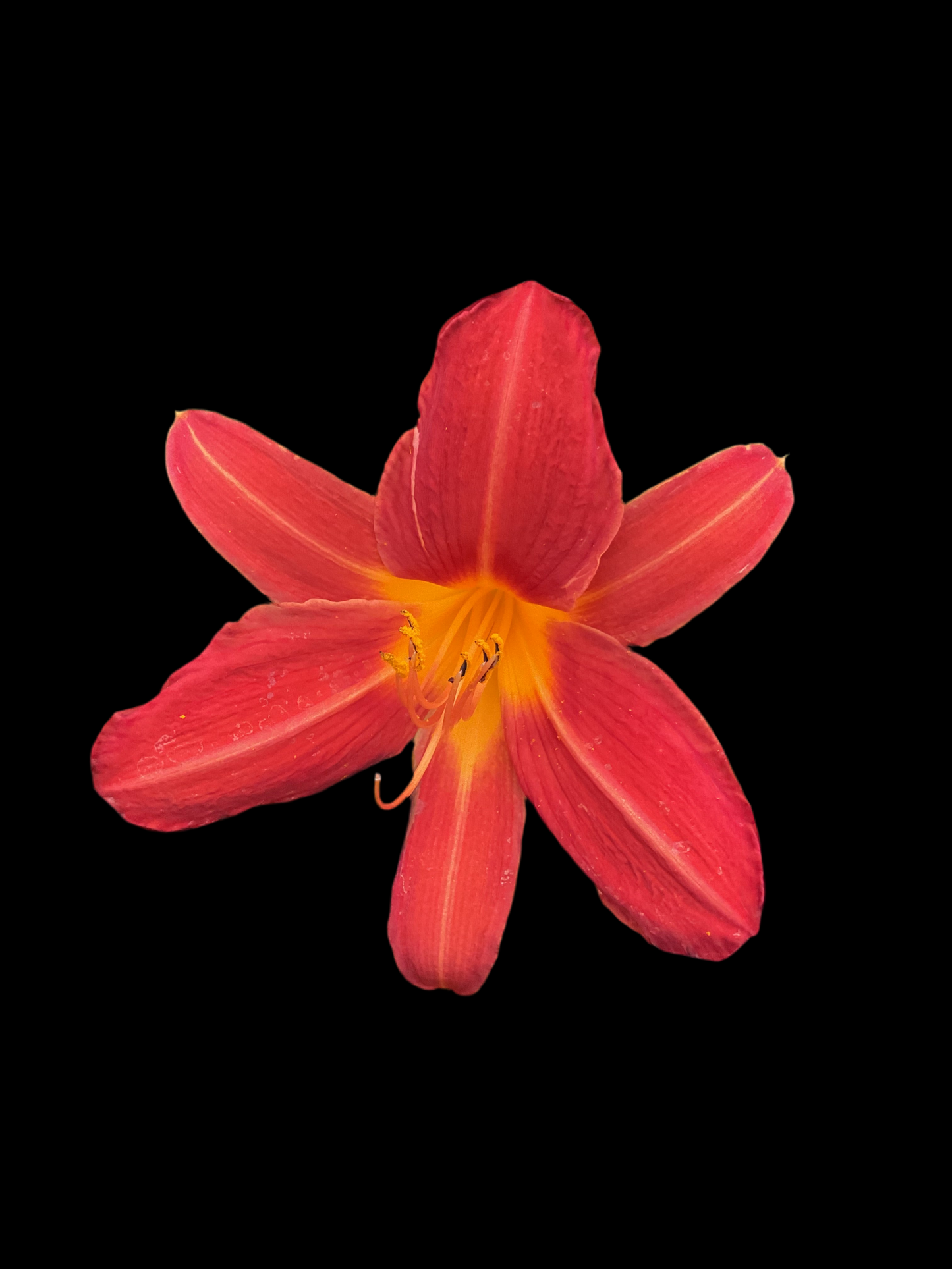 Hemerocallis ‘Baltimore Oreole’ P12