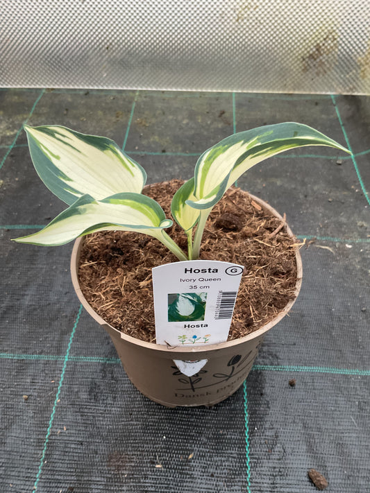 Hosta ‘Ivory Queen’ P15
