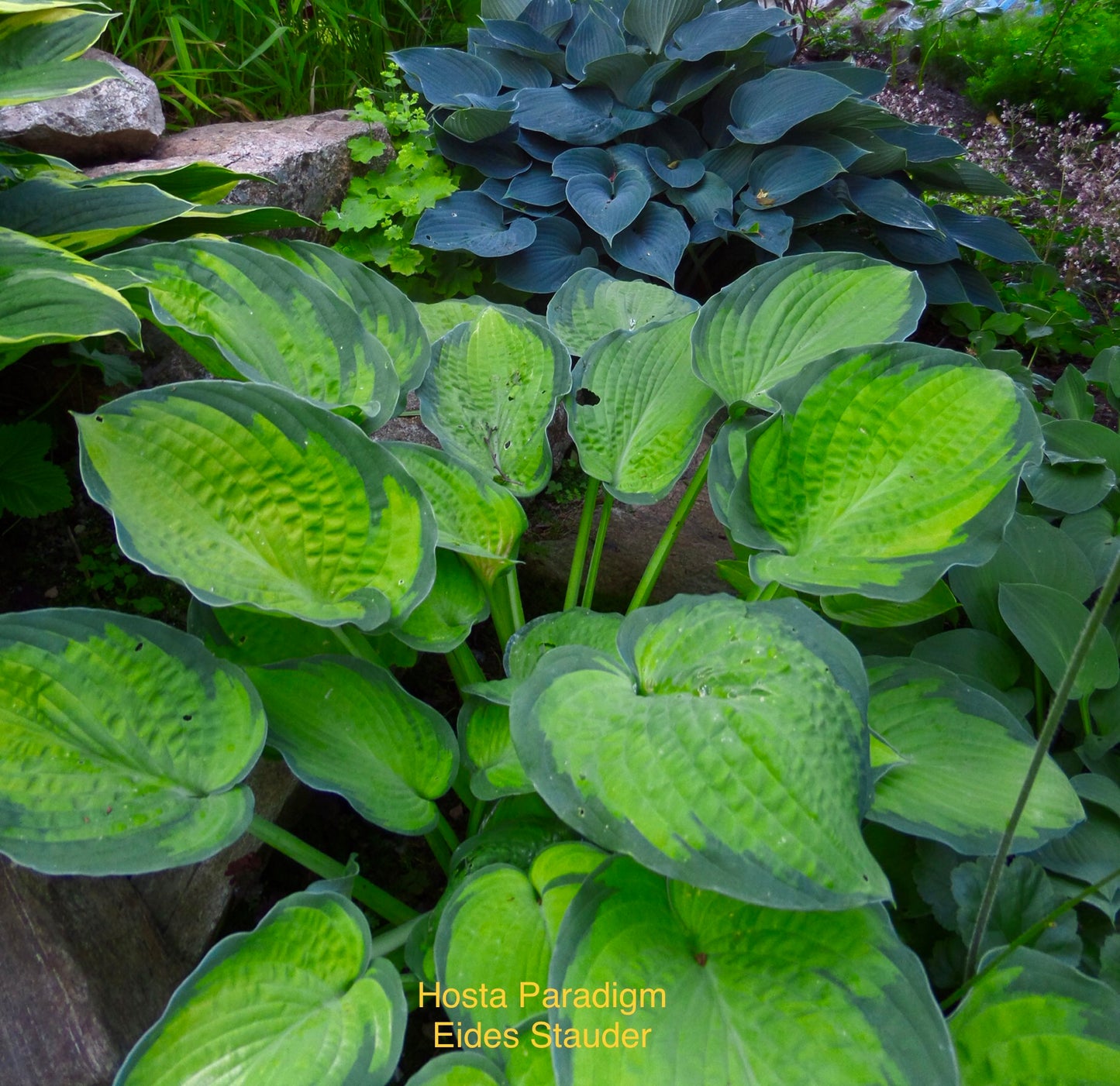 Hosta ‘Paradigm’