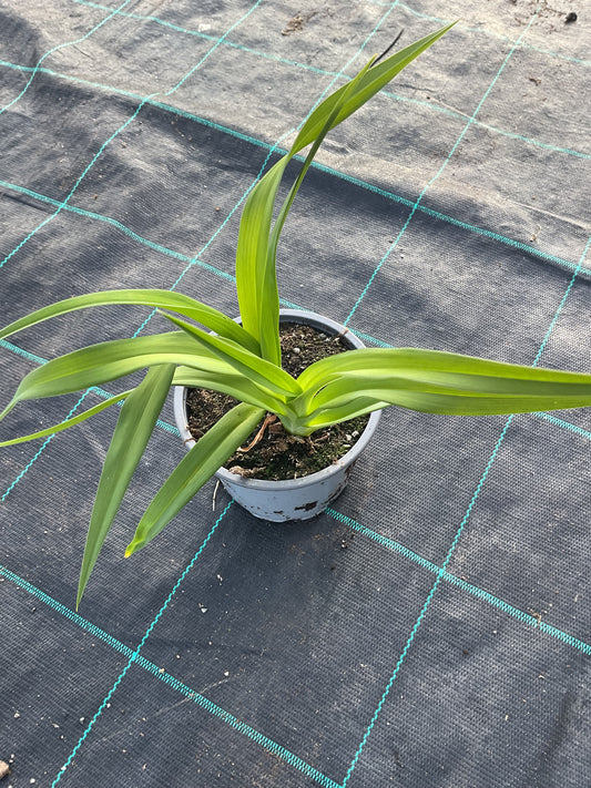Hemerocallis ‘Baley Hay’ P12