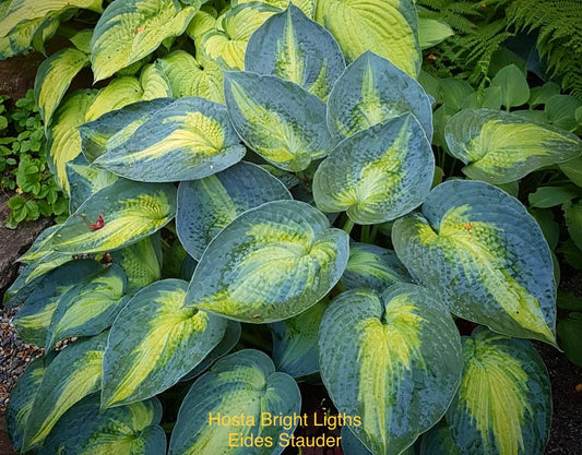 Hosta ‘Bright Lights’