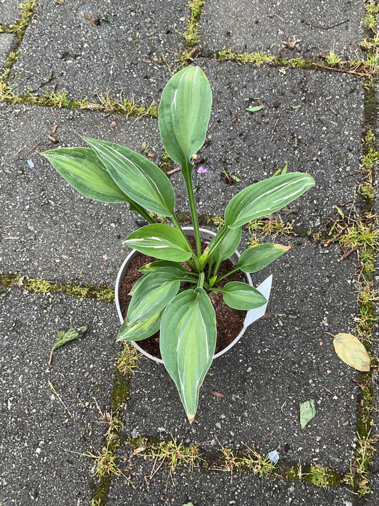 Hosta ‘Yellow Polka Dot Bikini’ P15