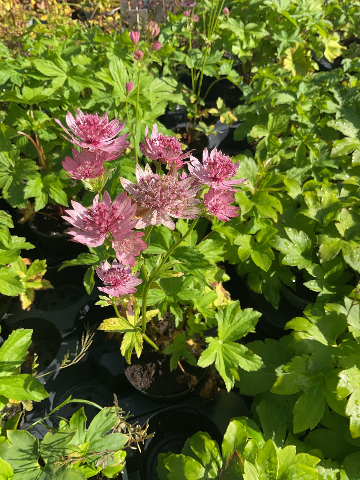 Astrantia major ‘Pink Pride’ P12