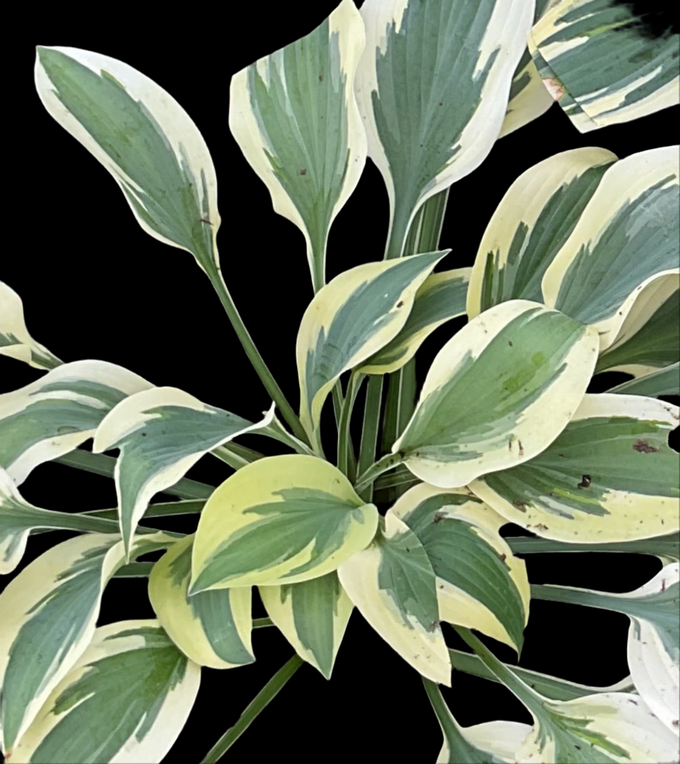 Hosta ‘Angelique’ P15