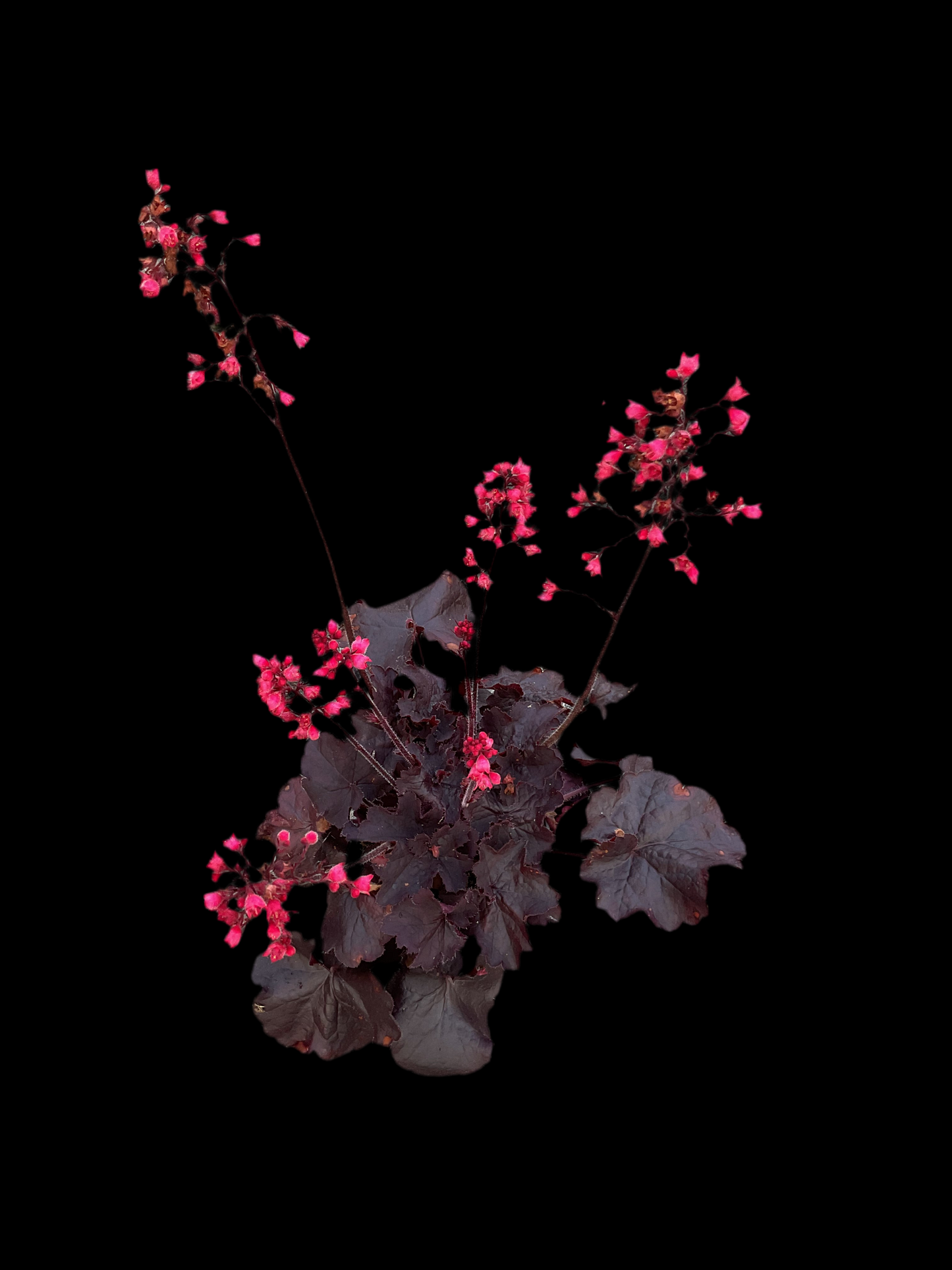 Heuchera ‘Black Forest Cake’ P12