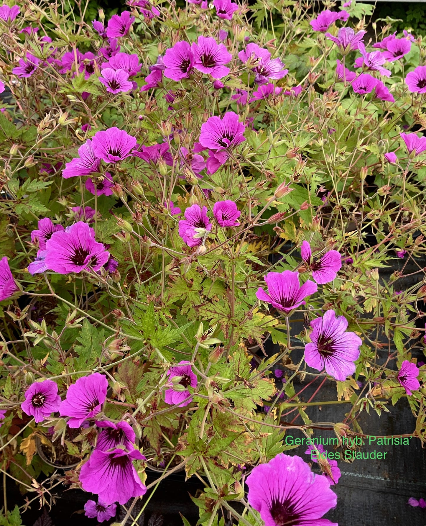 Geranium hybrid ‘Patricia’ P12