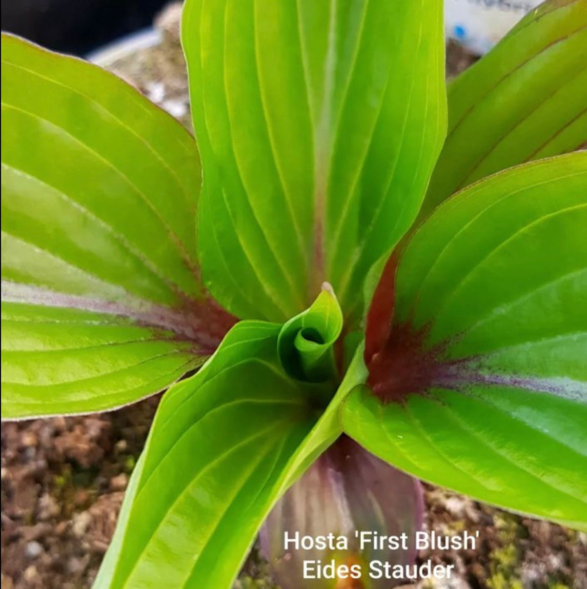 Hosta ‘First Blush’