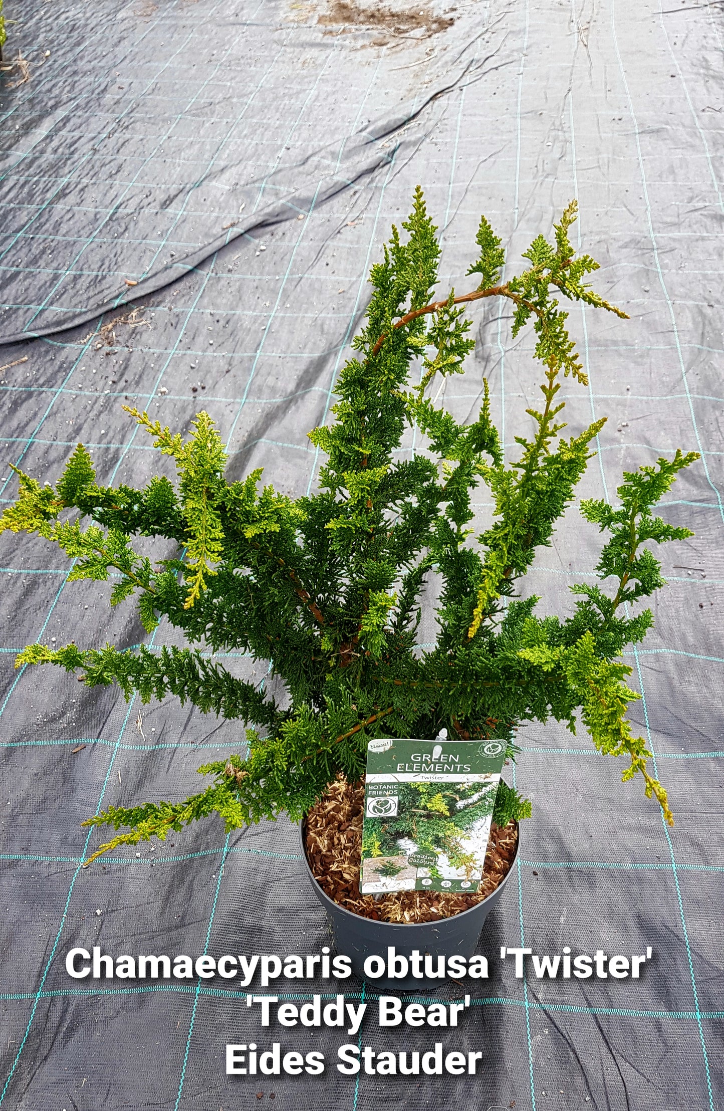 Chamaecyparissus obtusa ‘Twister’ (‘Teddy Bear’)