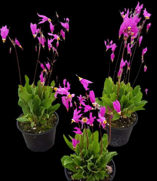 Dodecatheon pulchellum ‘Afigenia’ P12