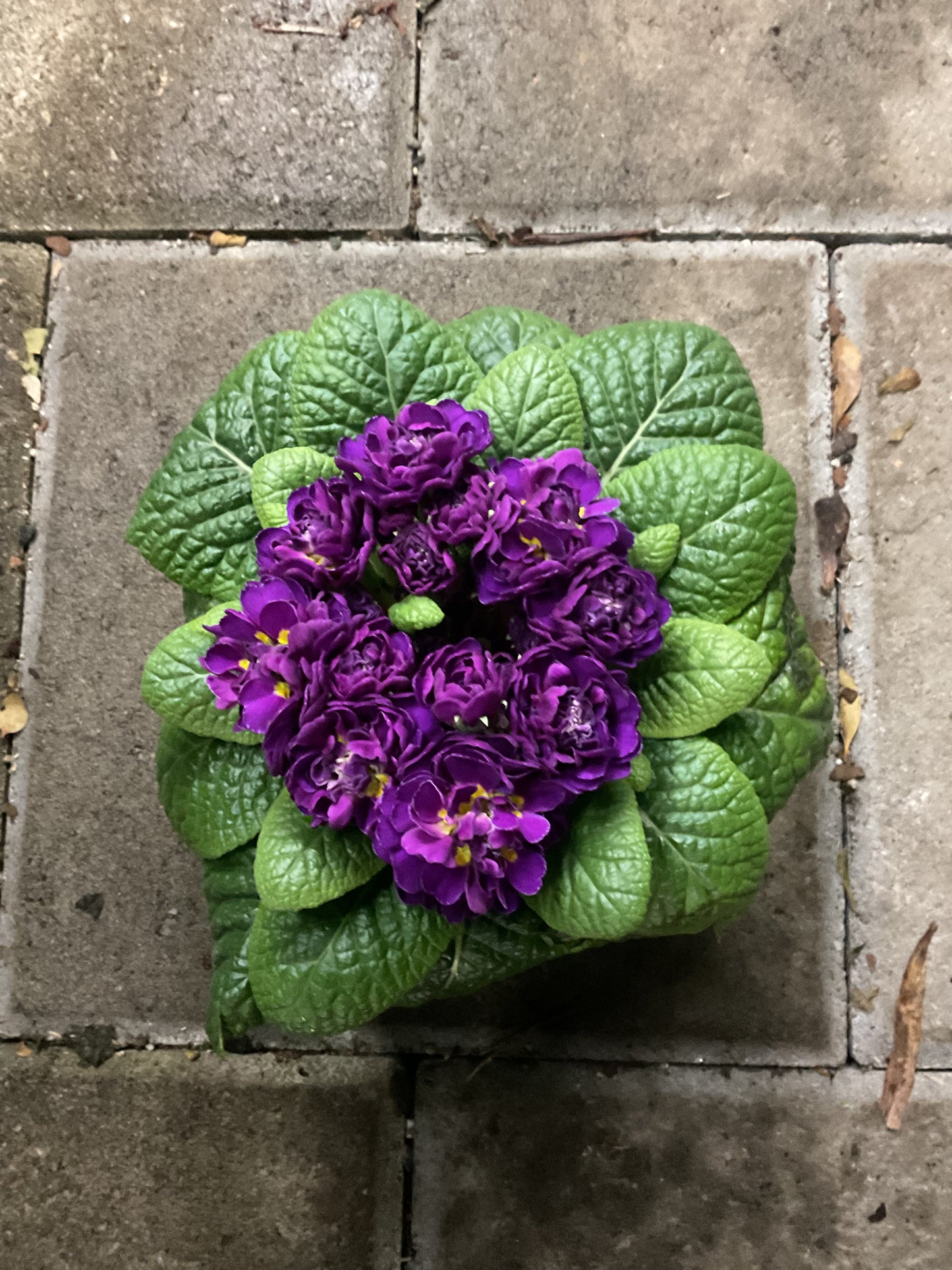 Primula Belarina ‘Violetta’ P13