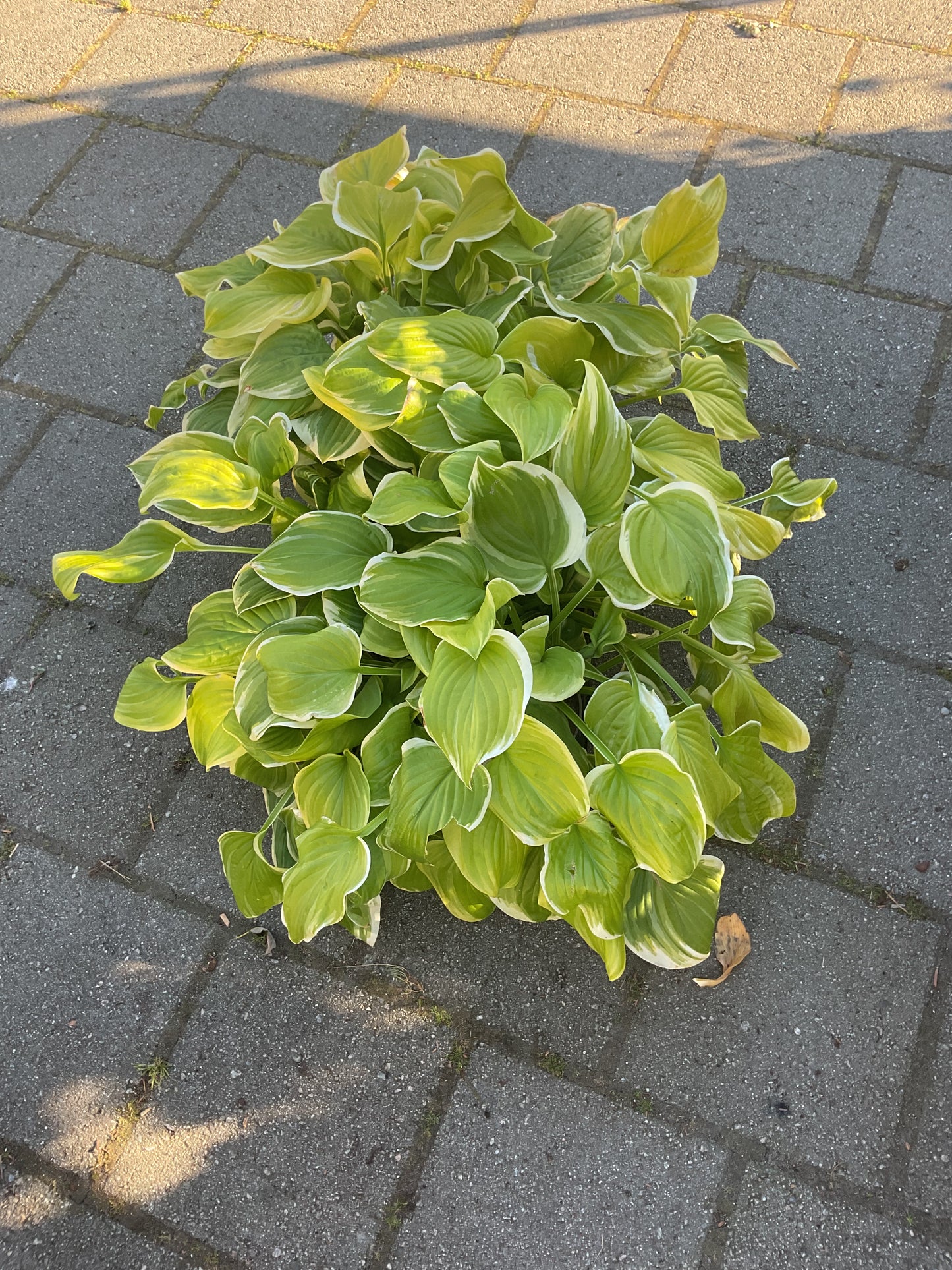 Hosta ‘Fragrant Bouquet’