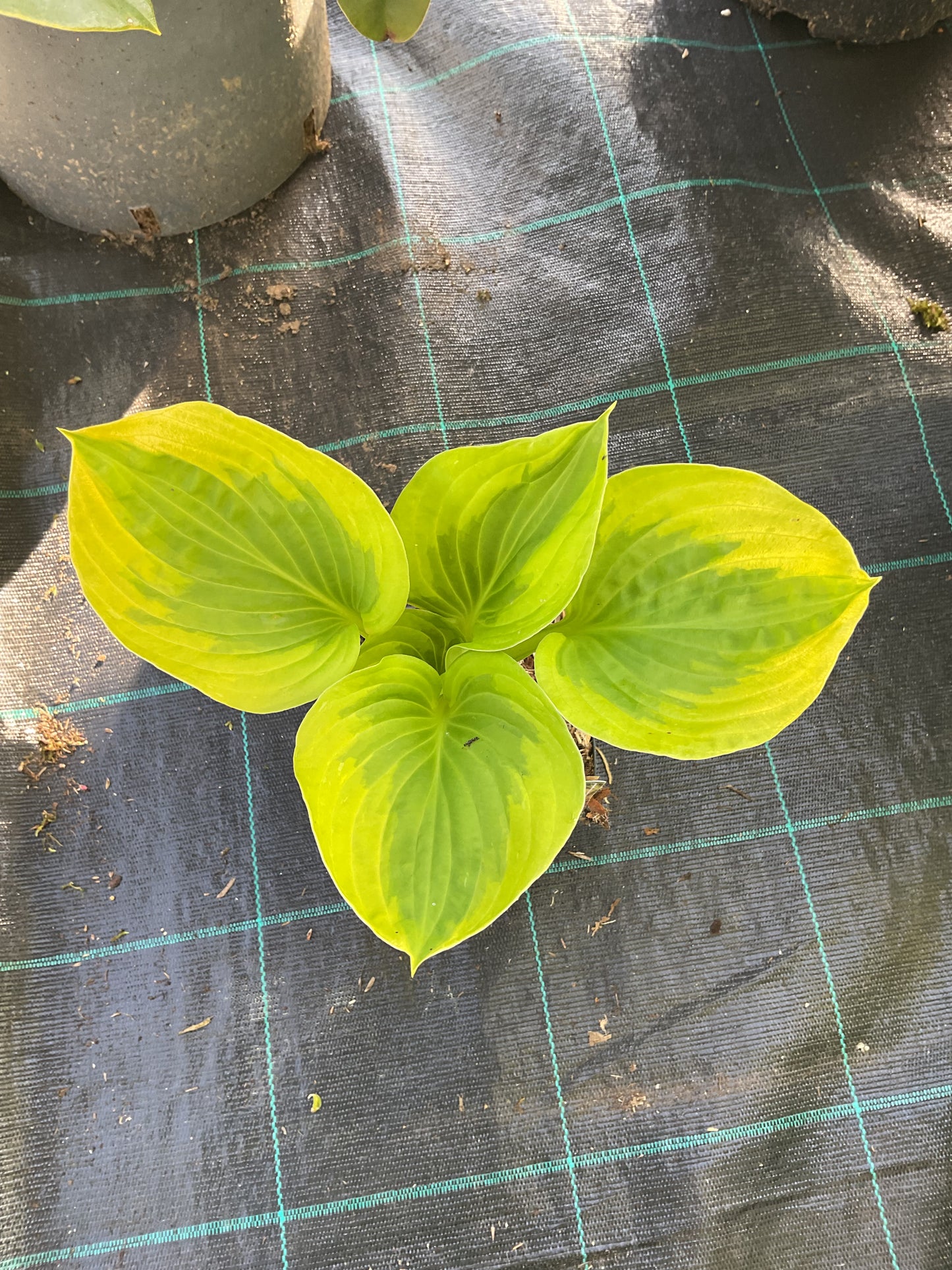 Hosta ‘Summer Breeze’