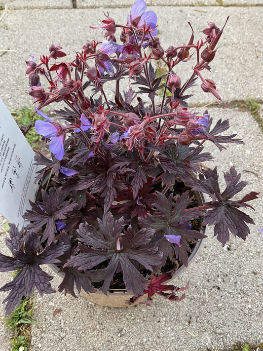 Geranium hybrid ‘Hocus Pocus’ P17