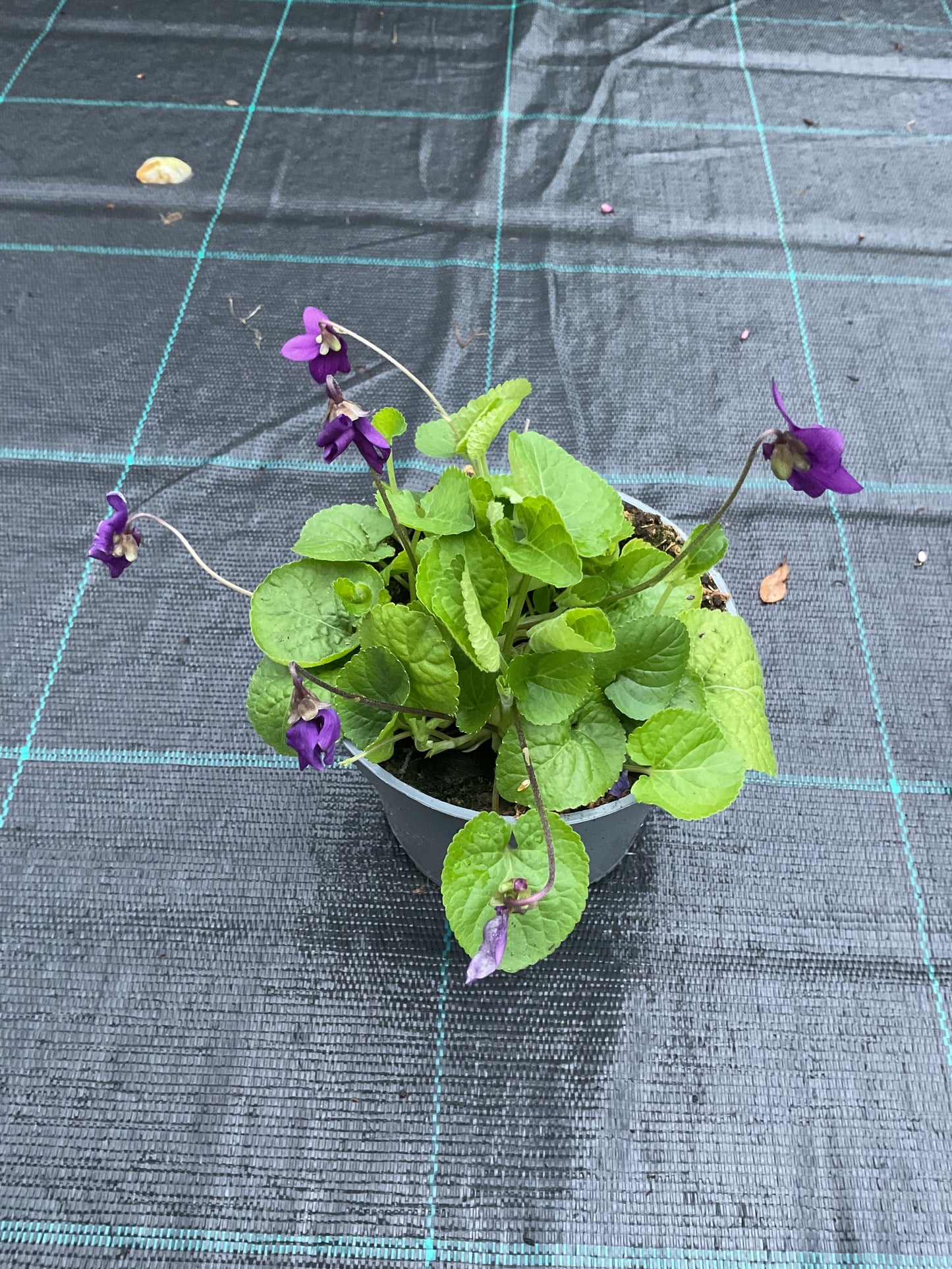 Viola odorata Lilla P12