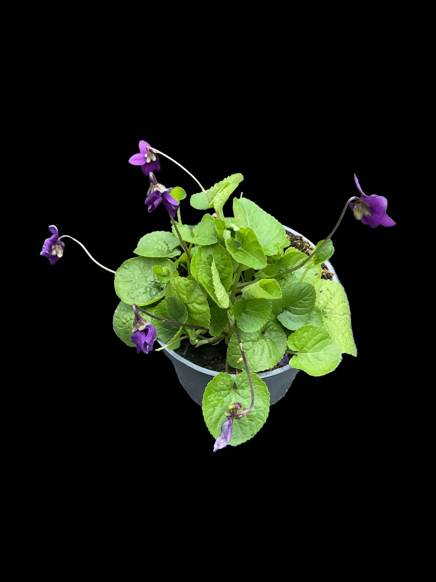 Viola odorata Lilla P12
