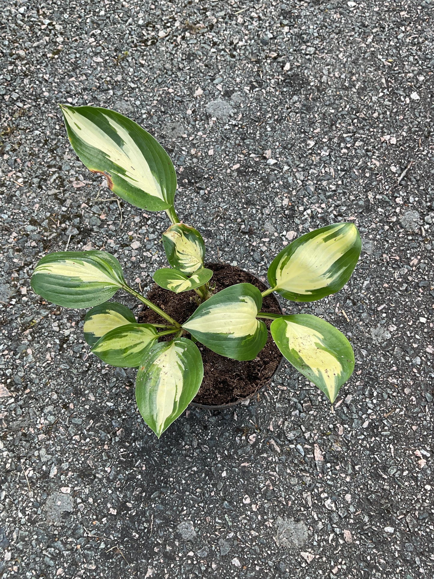 Hosta ‘American Sweetheart’