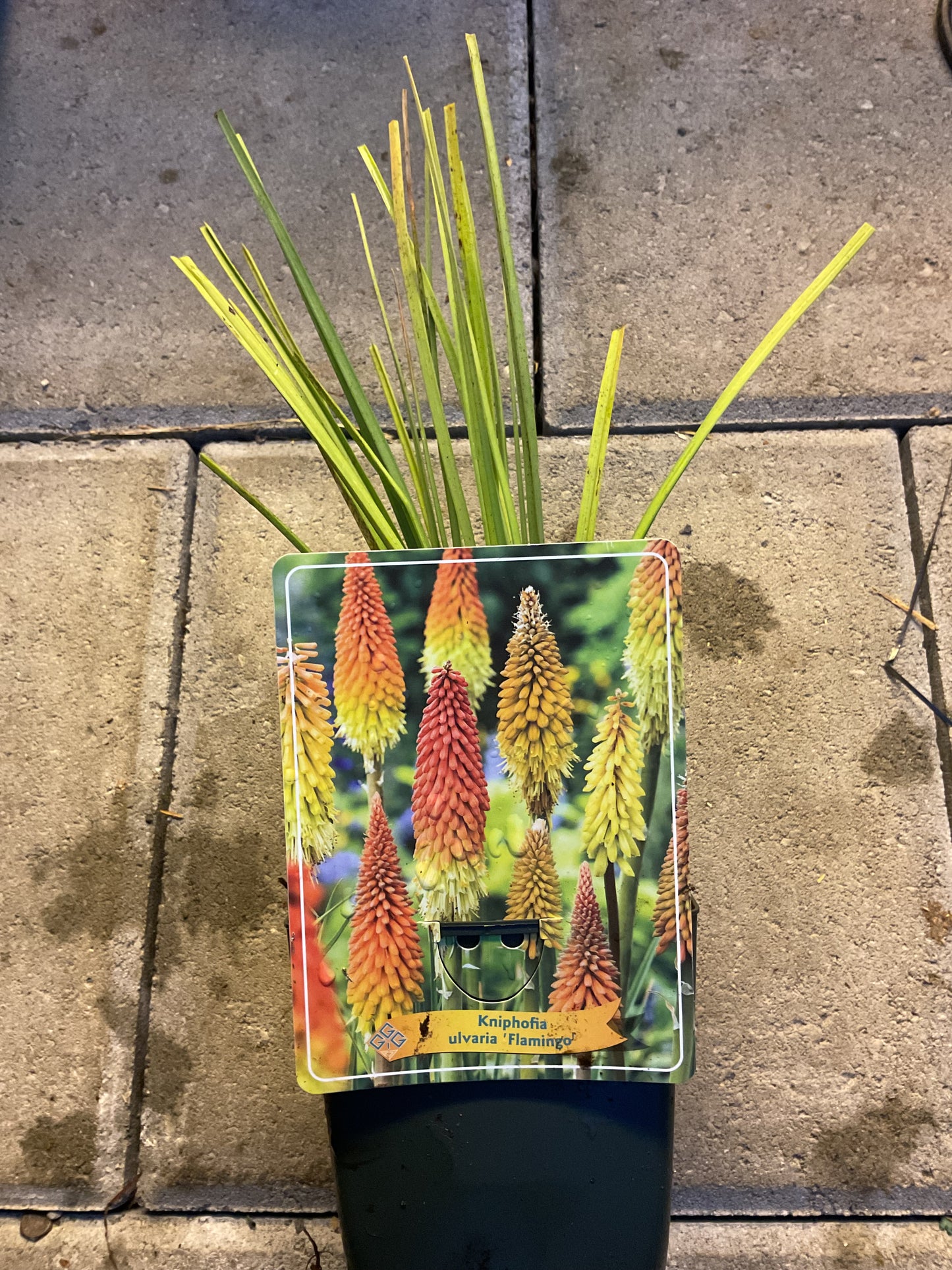 Kniphofia ‘Flamingo’ P11x11