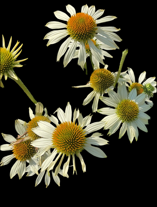 Echinacea purpurea ‘Alba’ P13