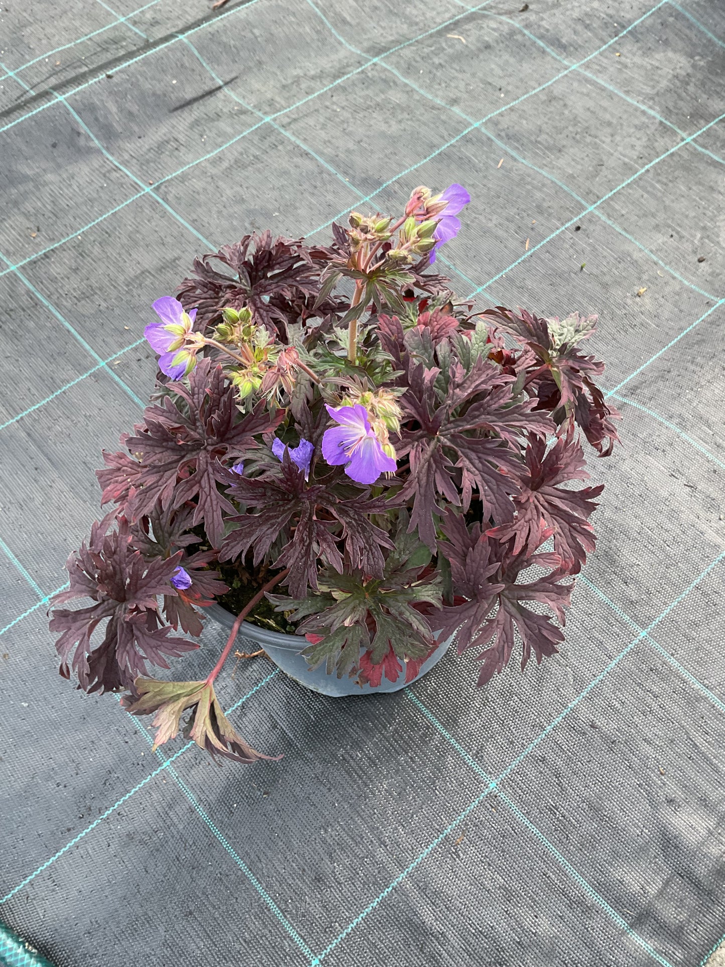 Geranium pratense ‘Midnight Reiter’ P19