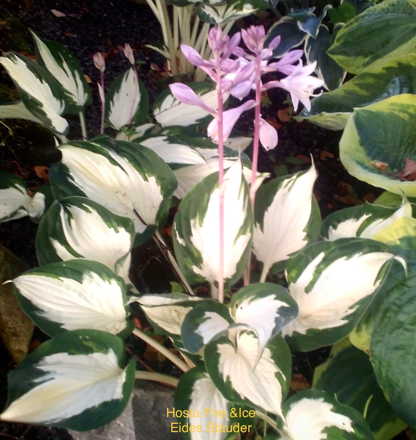 Hosta ‘Fire & Ice’