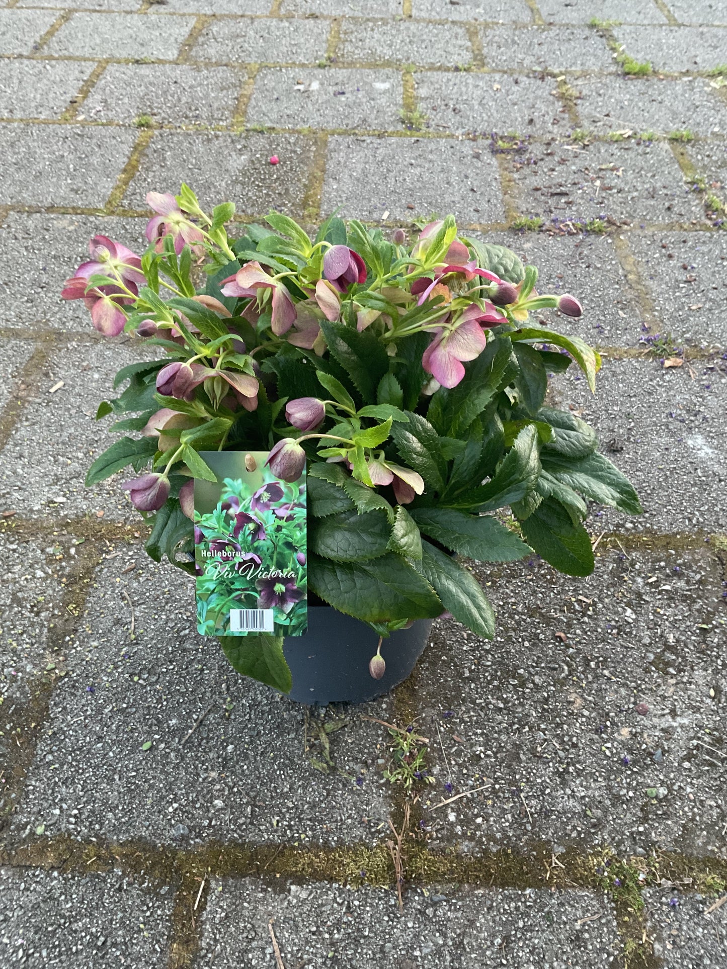 Helleborus orientalis ‘VIV Victoria’ P21