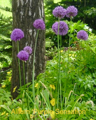 Allium aflatunense ‘Purple Sensation’