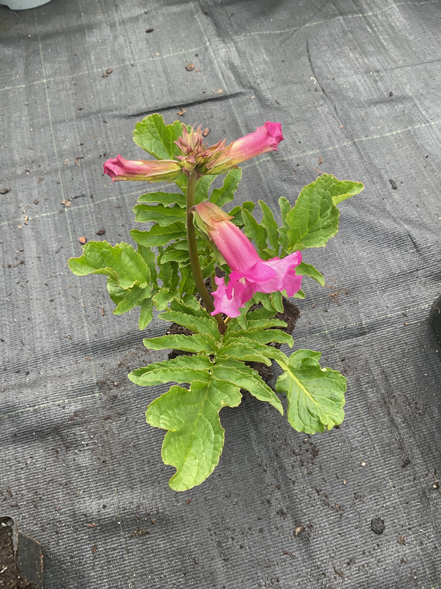 Incarvillea delavayi 3 stk planter