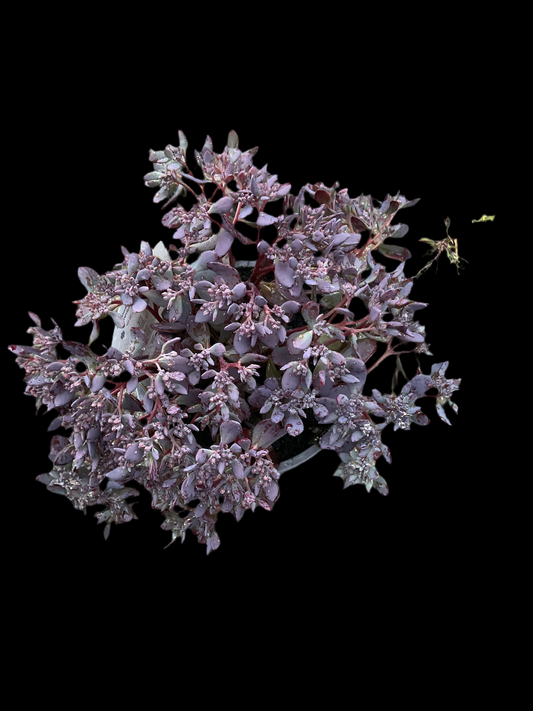 Sedum ‘Dark Canyon’ P12