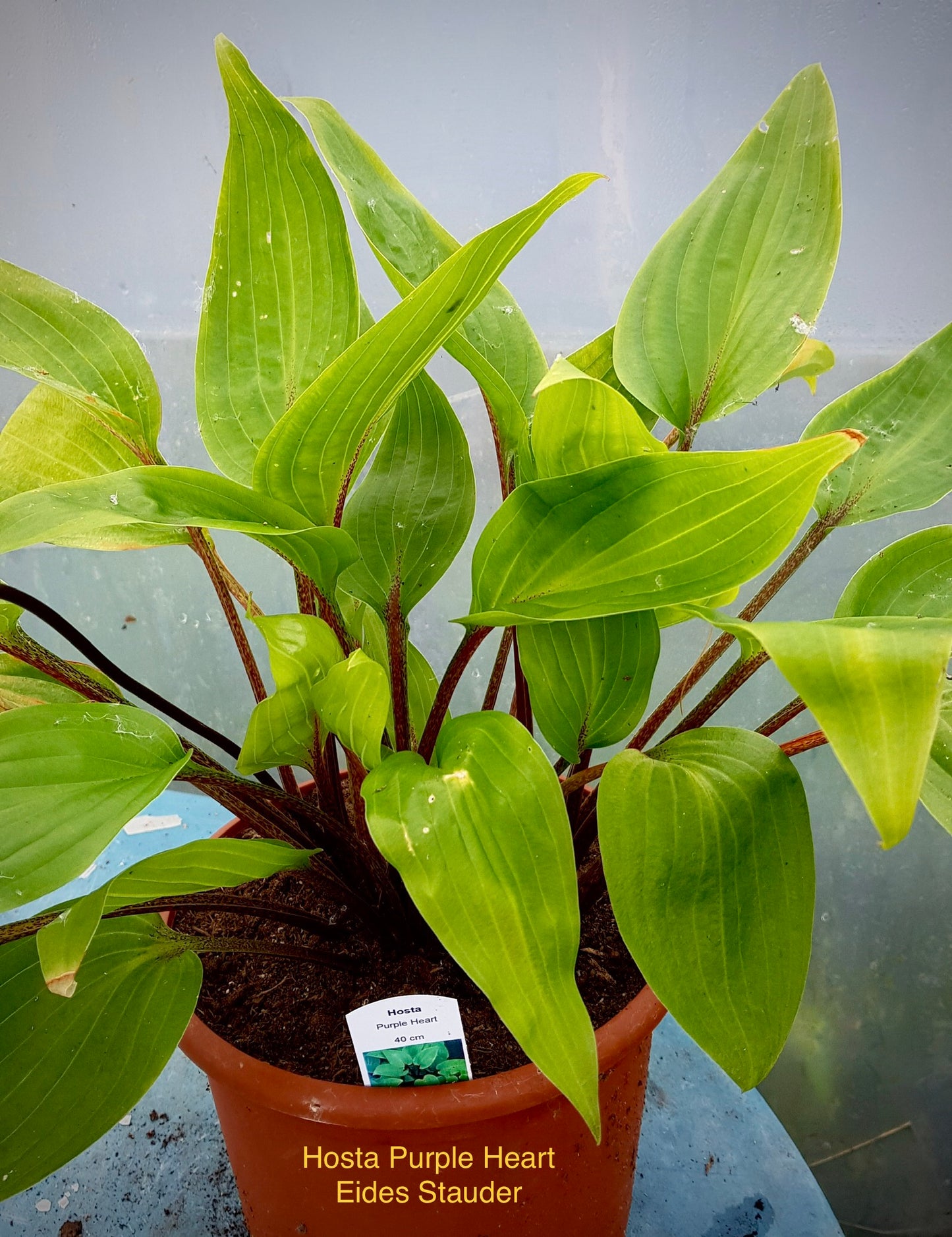 Hosta ‘Purple Heart’