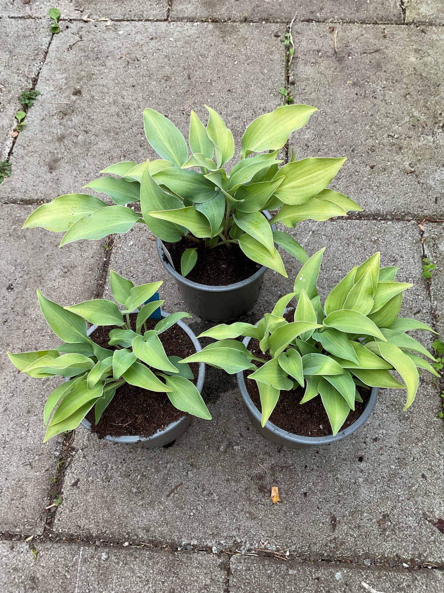 Hosta ‘Cooltini’