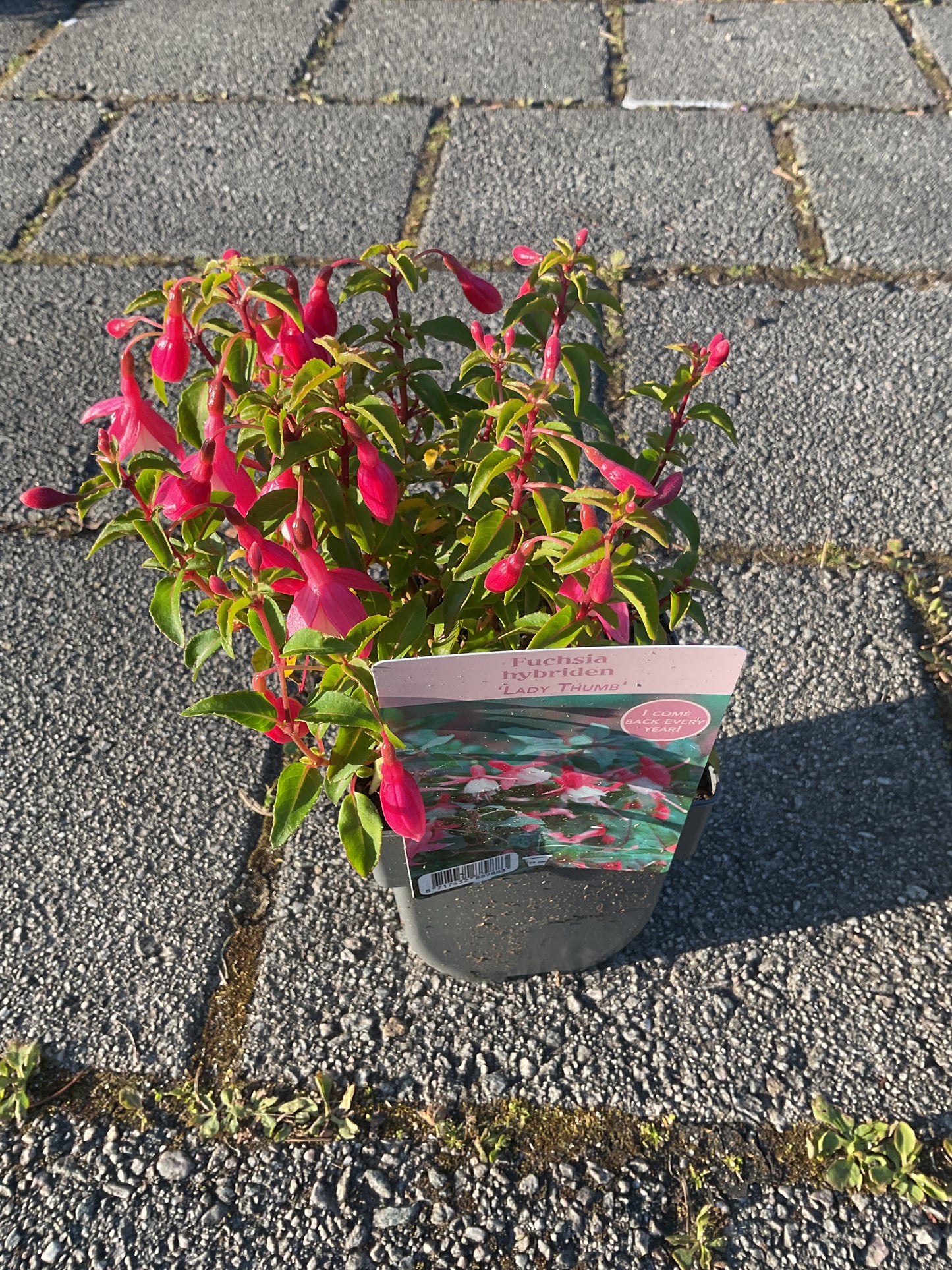 Fuchsia hybrid ‘Lady Thumb’ P11x11