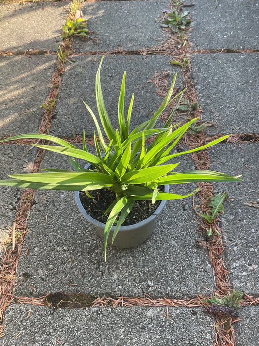Hemerocallis ‘Red Rum’ P12