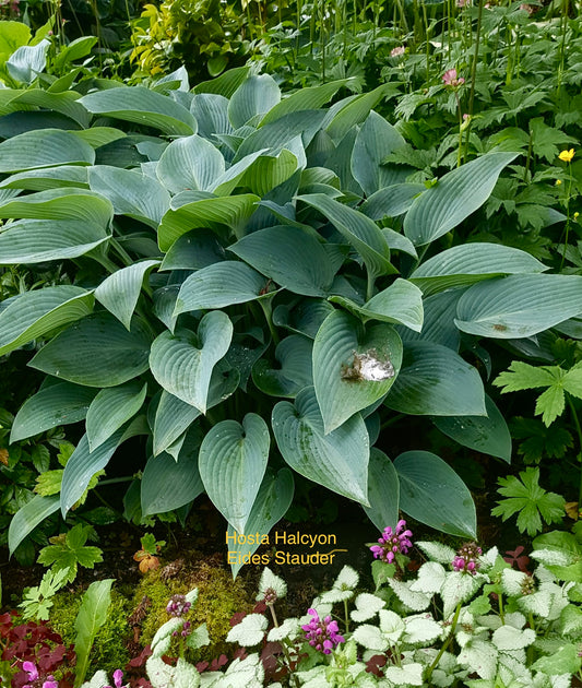 Hosta ‘Halcyon’ P15