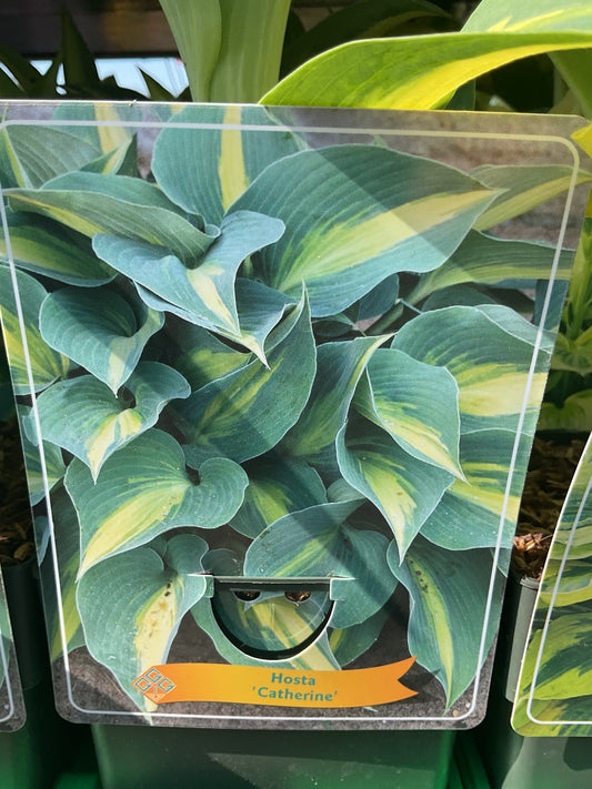 Hosta ‘Catherine’ P11x11