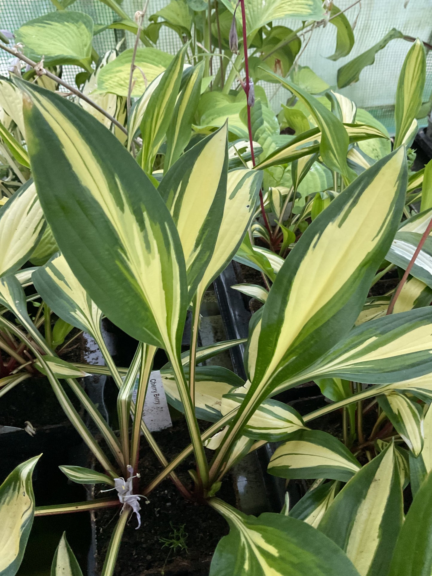 Hosta ‘Cherry Berry’ P9x9